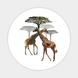 Giraffes with trees in Kenya / Africa Magnet